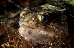 A closeup of the Mediterranean lizard fish. by Fabrizio Frixa 